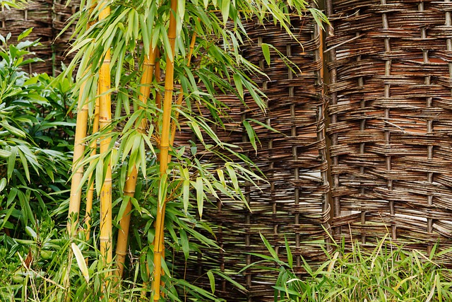bambusz ültetése