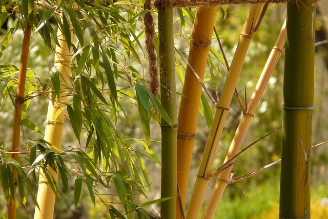 Bambusz ültetése