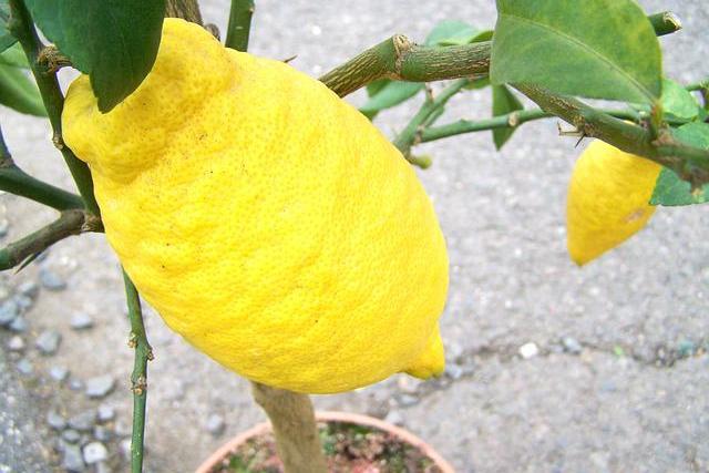 Mikor virágzik a citromfa
