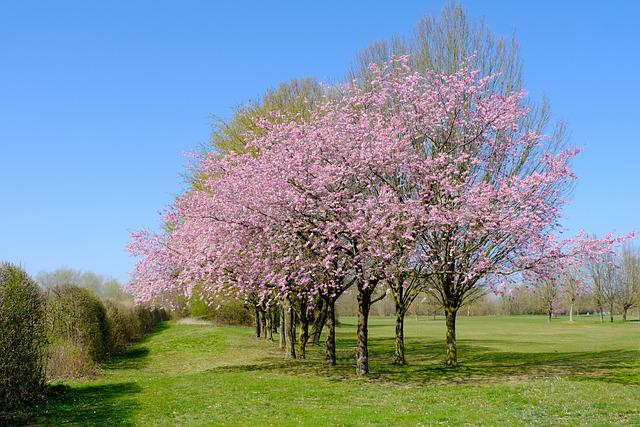 virágzó cseresznyefa