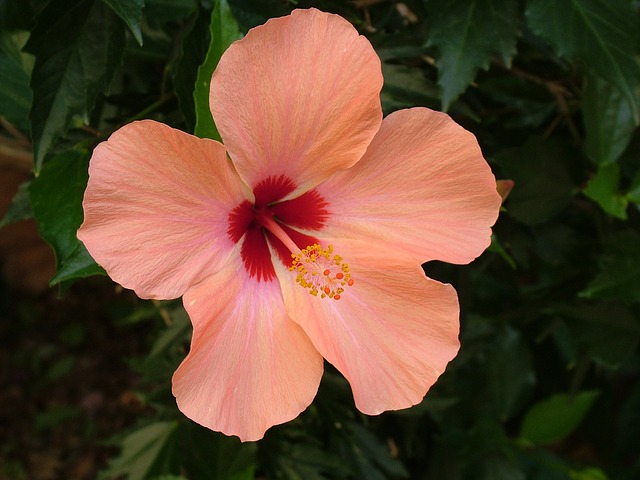 hibiszkusz