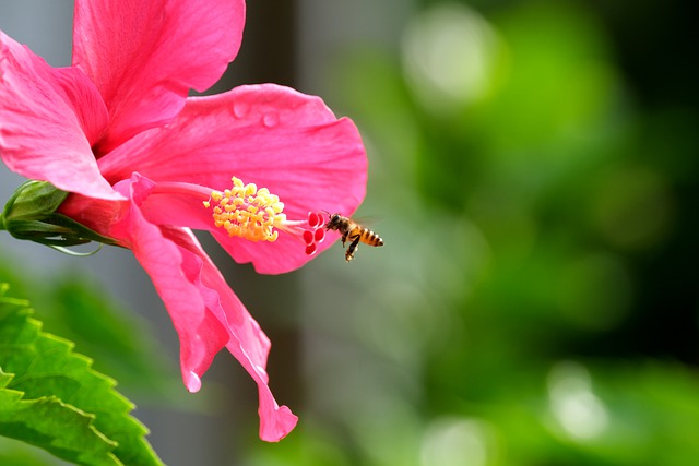 A hibiszkusz teleltetése