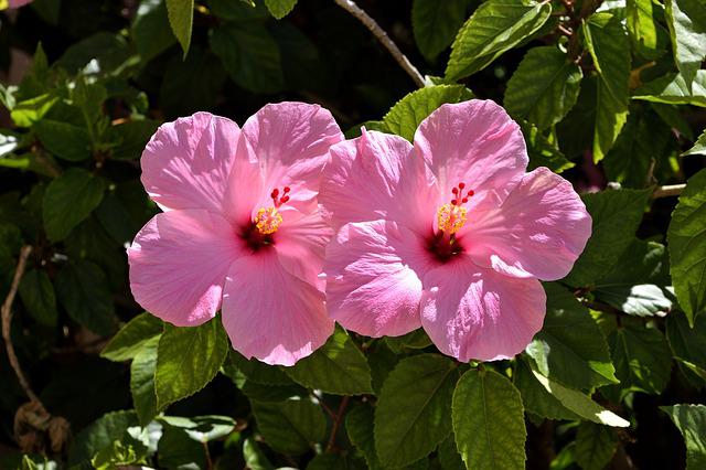 hibiszkusz rózsaszín virággal