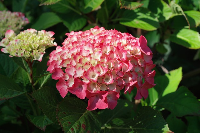 hortenzia rózsaszínes virággal