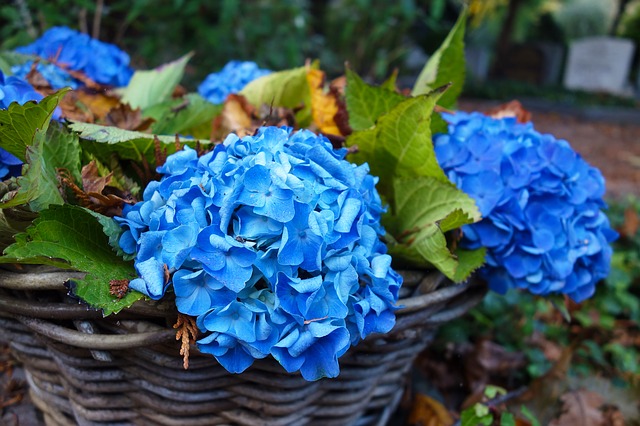 kék virágú hortenzia