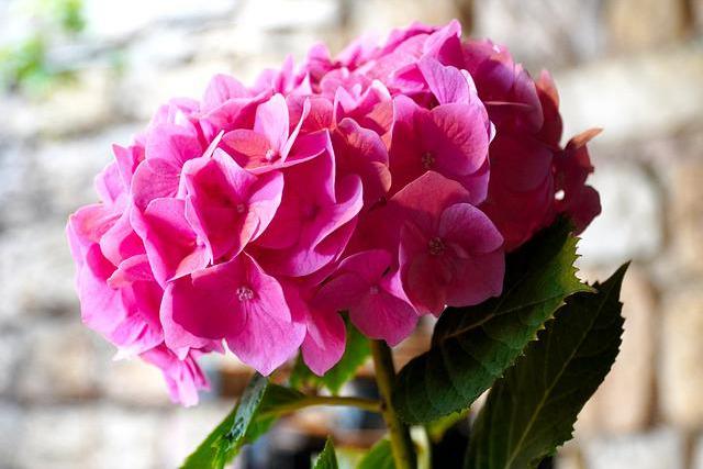 hortenzia rózsaszín virággal