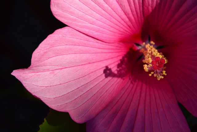 A mocsári hibiszkusz teleltetése