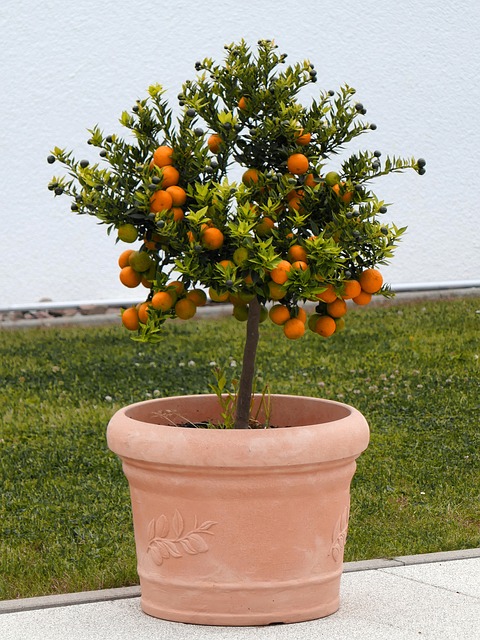 narancsfa dézsában