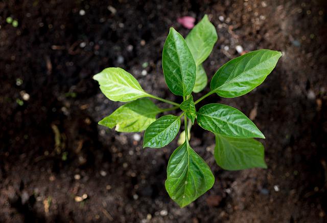 fiatal paprika palánta