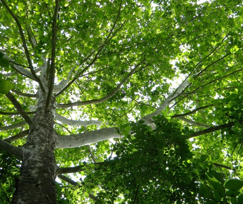 Milyen gyorsan nő a platánfa?