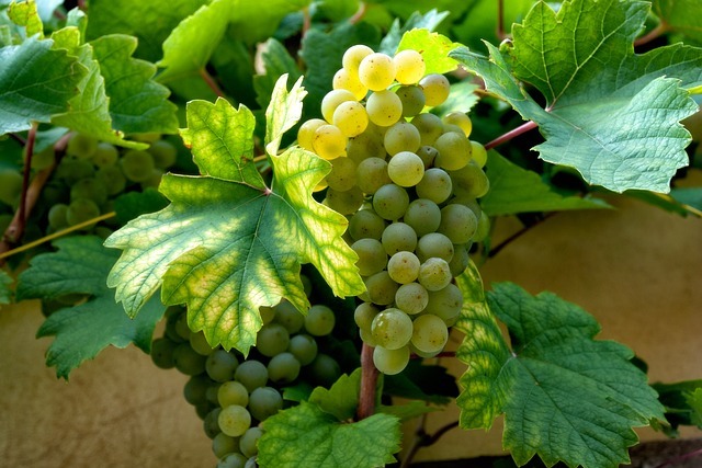 fehér szőlő