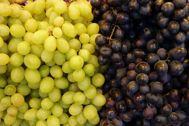 Milyen szőlőt ültessek 