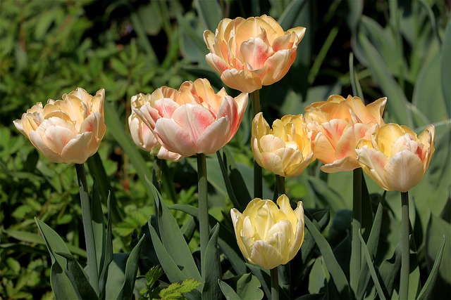 bézs színű tulipánok