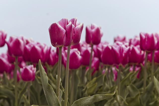 lila virágú tulipán