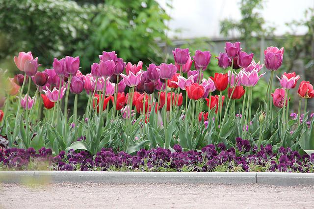 Mikor kell elültetni a tulipánhagymát