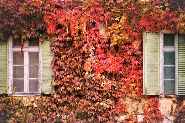 vadszőlő őszi színekben